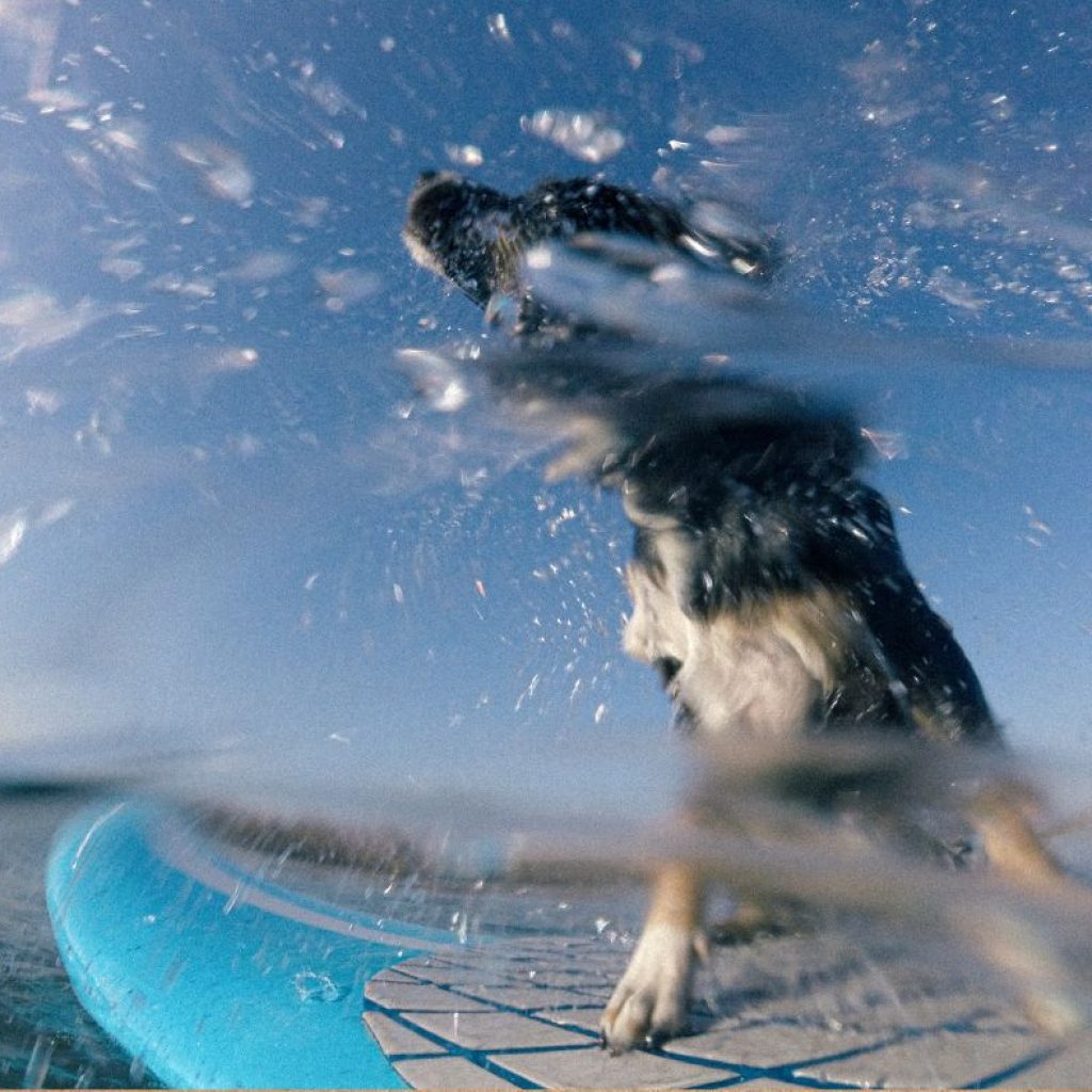 dog-friendly-adventures-in-newquay-with-newquay-watersports-centre-dog-PLAYING-in-the-water