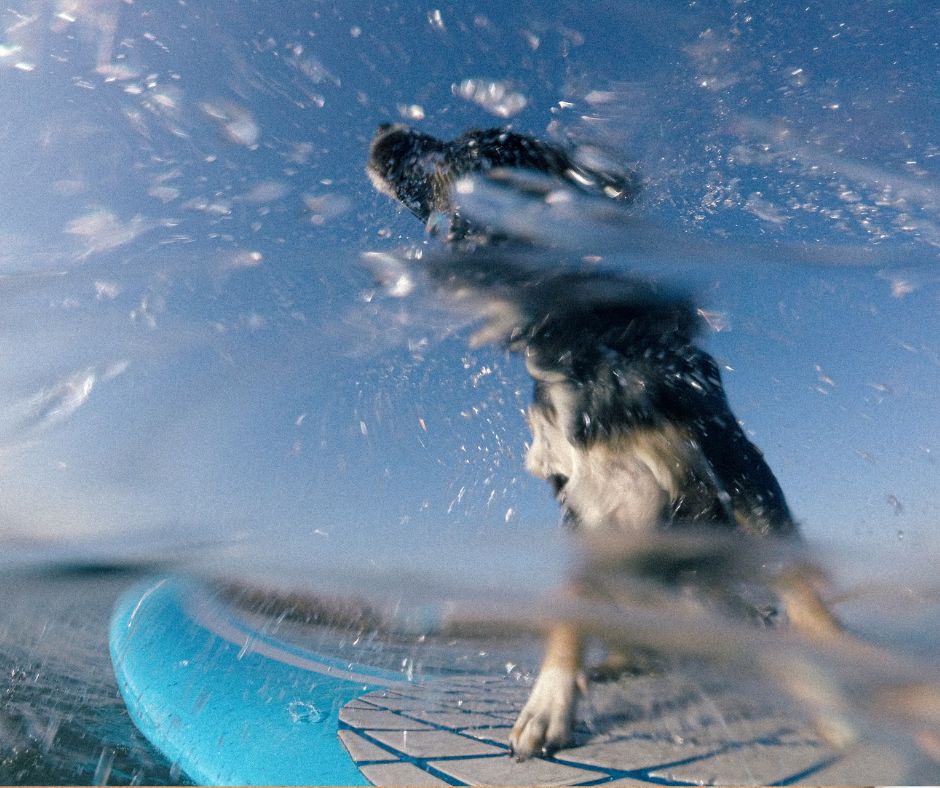 dog-friendly-adventures-in-newquay-with-newquay-watersports-centre-dog-PLAYING-in-the-water